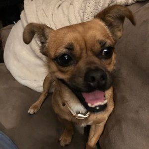 Meet your Posher, Casey